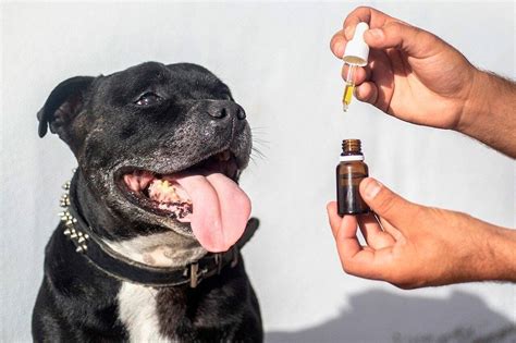  Among various treatment options, CBD oils and treats have emerged as a promising alternative, heralded by numerous anecdotal success stories