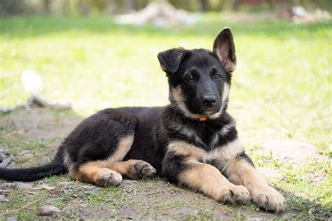  An 8-week-old German Shepherd puppy may sleep as many as 18 hours a day! Sleeping this much allows your puppy to have the energy they need to grow and keeps them ready to explore their new world