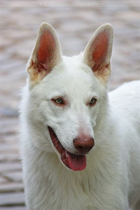  An Albino GSD, should one exist, may experience other health problems associated with the condition