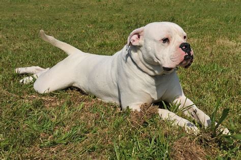  An American Bulldog for sale is generally a medium-large athletic dog with a distinctive presence and two major different types