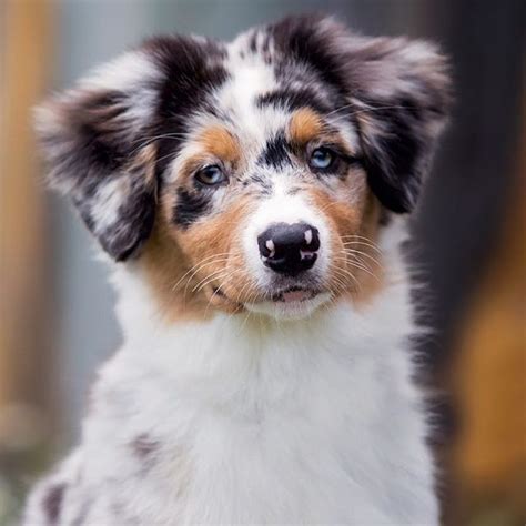  An Aussie puppy for sale is a strikingly beautiful dog! Their gorgeous eyes come in a dizzying array of colors including golden, lemon yellow, amber, light brown