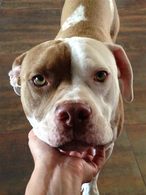  An English Bulldog Pitbull mix features an eye color ranging from a dark brown hue to a shade of light amber, just like most bully breeds