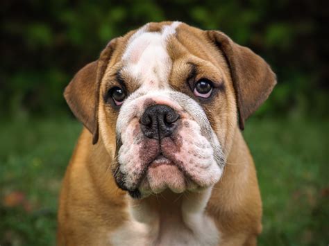 An English Bulldog puppy with full breeding rights and registration from