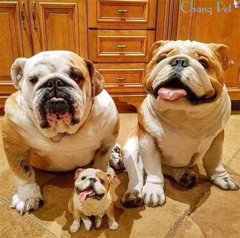  An English bulldog brings so much joy to your family! My bulldogs live in my home as family members