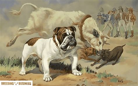  An English bulldog was bred for bull-baiting, so they were trained to think on their feet