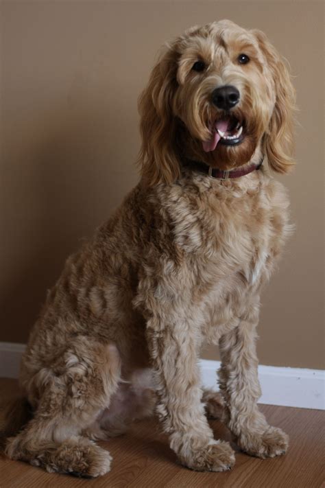  An F1 Goldendoodle is a first generation Goldendoodle