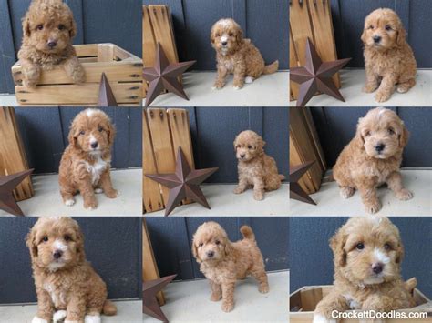  An F1b is known as a second-generation mini goldendoodle with the pups mother being already an F1 Goldendoodle and the pups dad being a mini poodle also
