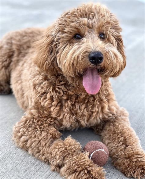  An F1bb goldendoodle is also known as a third-generation mini goldendoodle