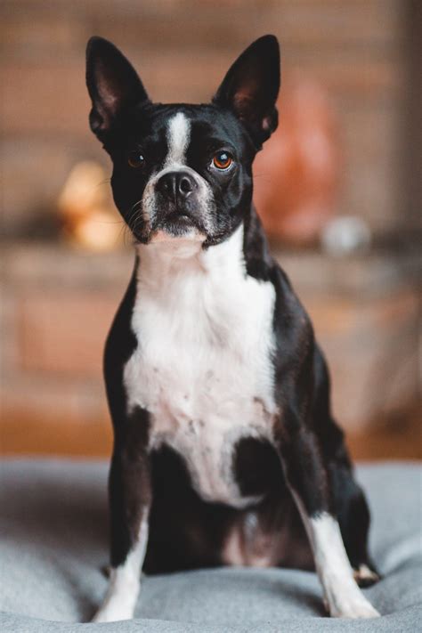  An adult Boston Terrier is on average 1