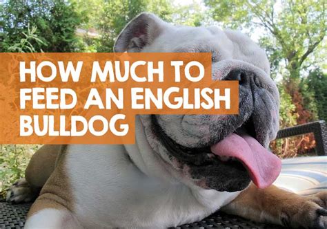  An adult English Bulldog should be fed twice per day, once in the morning for their breakfast and then one again in the evening for their dinner