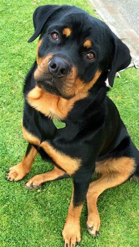 An adult Rottie can weigh 80 to pounds