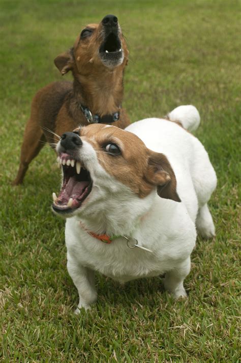  An adult dog will often growl at a puppy to let it know its behavior is not acceptable