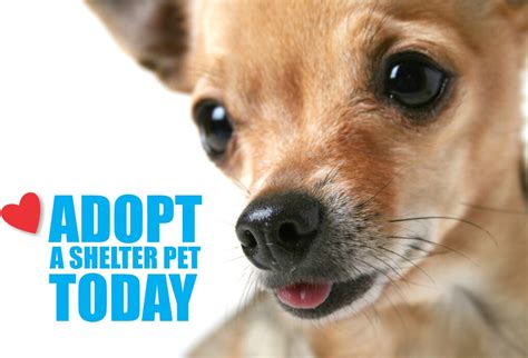  An application is required before coming to visit our adoptable dogs