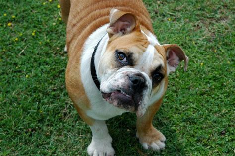  An average Bulldog life span is between 8 and 12 years