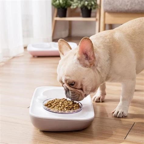  An elevated bowl allows the Frenchie to eat using a more natural body posture, thus making it easier to swallow