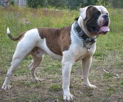  An energetic, active working dog, the American Bulldog exudes a dominant, powerful and