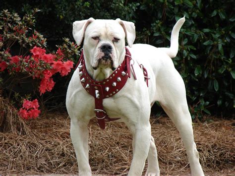  An energetic, active working dog, the American Bulldog exudes a dominant, powerful and athletic appearance, with strong muscles and substantial boning