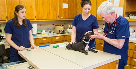  An examination from a veterinarian is recommended before using the product