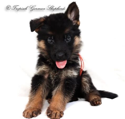  An excellent place to find German Shepherd puppies for sale in Louisiana is by contacting local breeders and asking about their available litters