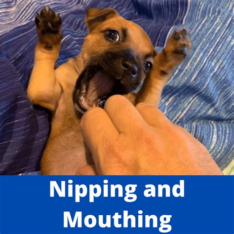  An expert will be able to tell you whether the mouthing of your puppy is normal behaviour or something that requires a treatment plan