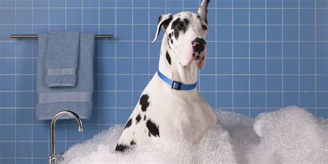  An occasional bath with a mild dog shampoo will help keep the coat clean and healthy