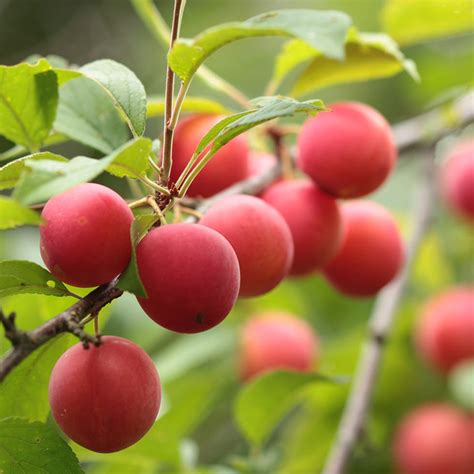  An organic nursery specializing in cold-hardy fruit and nut trees