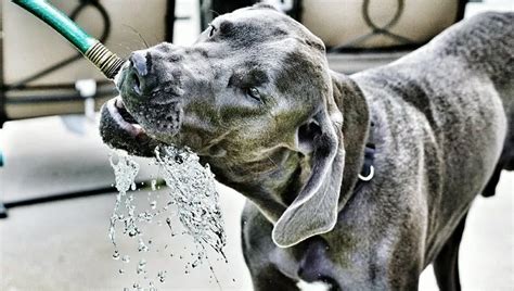  An uncommon cause of dogs drinking more is called psychogenic polydipsia