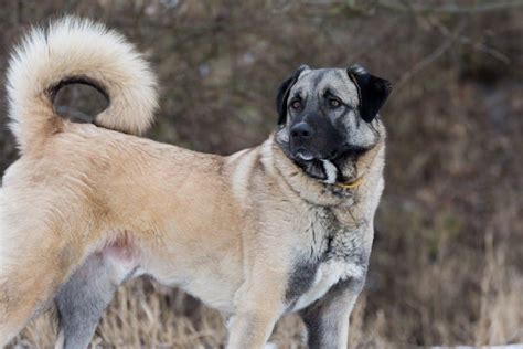  Anatolian Shepherds are typically serious dogs that take seriously whatever job they are assigned