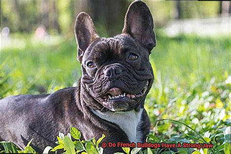  And French Bulldogs have strong jaws relative to their size