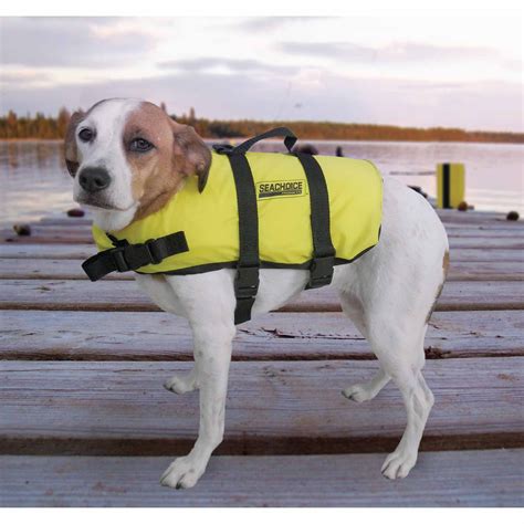  And by equipment, I only mean a dog life vest