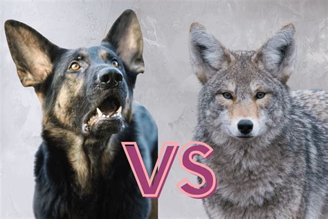  And here are some disadvantages of breeding Coyotes and German Shepherds together: Unpredictable Temperament: Coydogs can be very unpredictable when it comes to their temperament