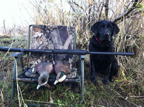  And in contrast to this have a stronger drive to retrieve and hunt