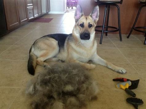  And just like short-haired GSDs, their undercoats will shed more or less throughout the year depending on the season