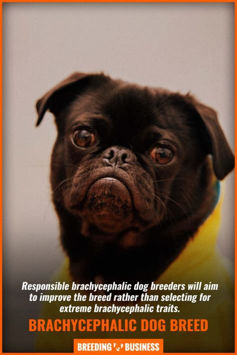  And make sure they are very educated and experienced with the brachycephalic breed
