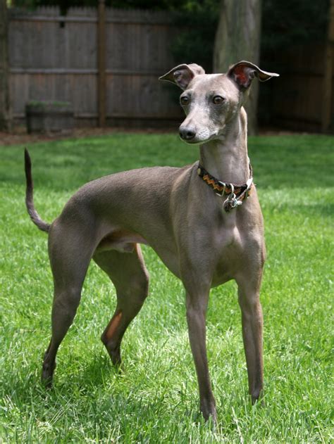  And of course — drink plenty of cool water! An Italian Greyhound which is a thin tall dog breed is inches and pounds