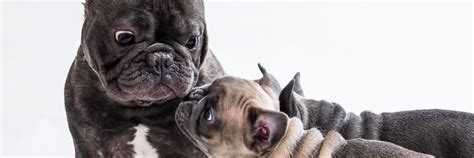  And so, when it comes to French bulldogs, artificial insemination is the safest and most effective method for breeding