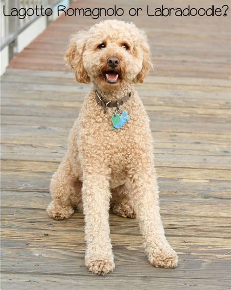  And thanks to the Poodle genes, these Doods make excellent companions for people who are looking for a low-shedding , hypoallergenic companion