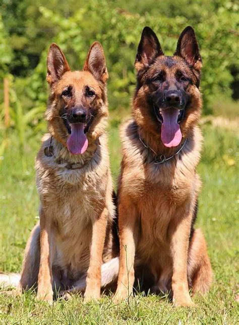  And that of a female German Shepherd is between 22 to 32 kg