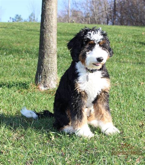  And they enjoy every minute of it! Our Premier Bernedoodles will tend to have wavy curly coats due to the coat types we require in our bernese mountain dogs which helps to minimize or eliminate shedding