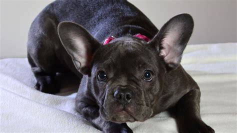  And unfortunately, your French Bulldog is more likely than other dogs to have problems with her teeth