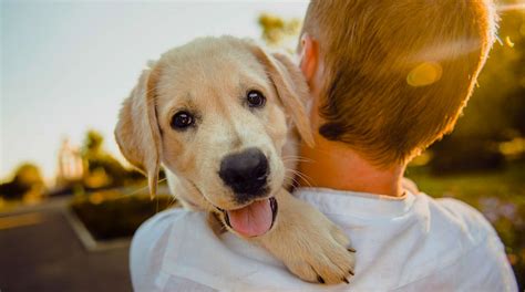  And we make certain your puppy comes from a wonderful, caring breeder, whose focus is on the quality and comfort of their bloodlines, not on the quantity of the pups