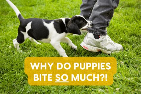  And while it might be cute at the beginning when puppies bite and snap, you should learn to shut down this behavior early on, so that it does not grow into a bad habit
