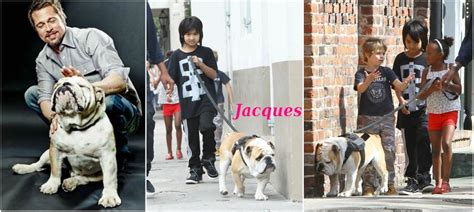  Angelina Jolie and Brad Pitt also took care of a family bulldog called Jaques