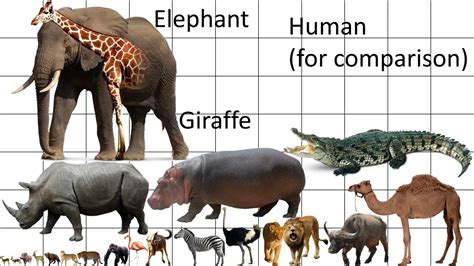  Animal size is also taken into account