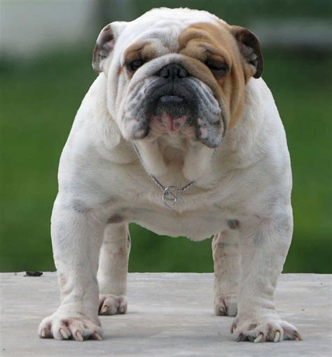  Animal welfare source number: EE Microcip numbers: ,,,,, Zara Daneliuc Sweet Temperament British Bulldogs Awaiting 5star A lot of love, care and time has been invested in our dogs due to our passion for the breed