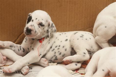  AnimalsSale found Dalmatian puppies for sale in Indiana near you, which meet your criteria