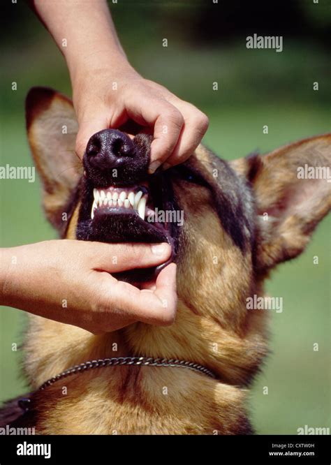  Annual check-ups should be done on adult German Shepherds to check their physical condition and ensure they are healthy dogs
