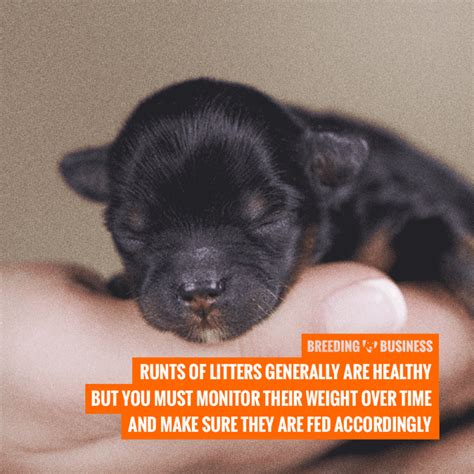  Another approach is breeding runts of litters, which refers to mating two runts of litters to produce a miniature French Bulldog