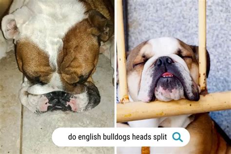  Another big risk for blue English Bulldogs is overheating