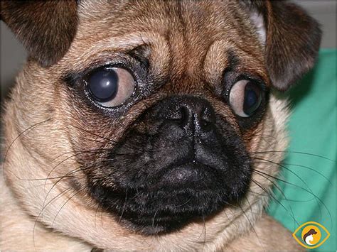  Another concern with brachycephalic dogs is that their eyes can sometimes pop out of their sockets when they experience trauma to their head or neck
